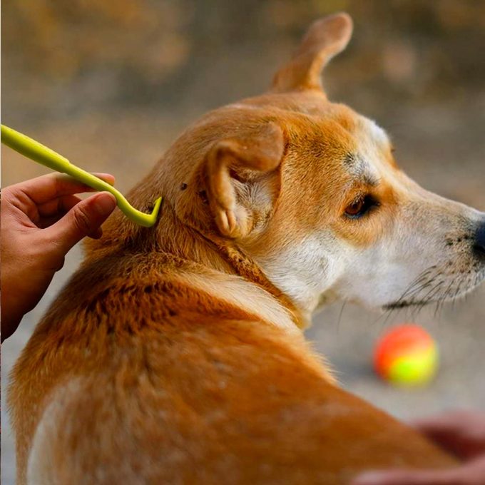 This $5 Handy Tool Removes Ticks From Dogs, Cats and Humans