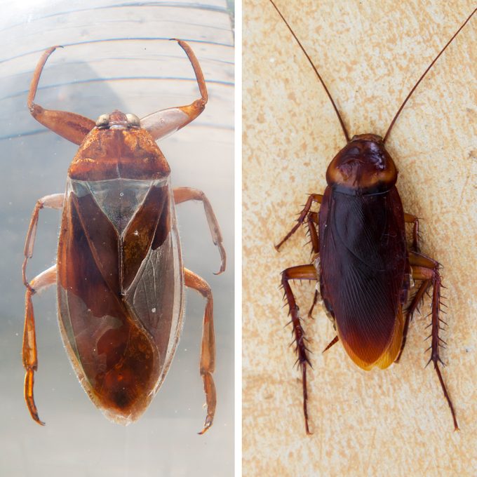 Water Bugs vs. Cockroaches: What’s the Difference?