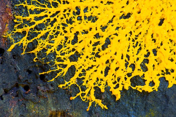 If You See This Yellow Mold, This Is What It Is