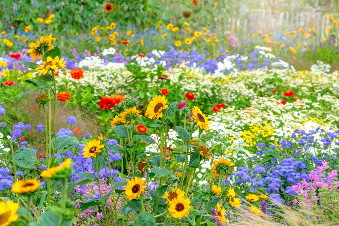 7 Things To Consider Before Planting a Wildflower Meadow