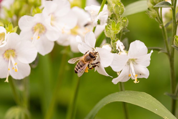 Neonicotinoids on My Seeds and Plants: How Dangerous Are They?