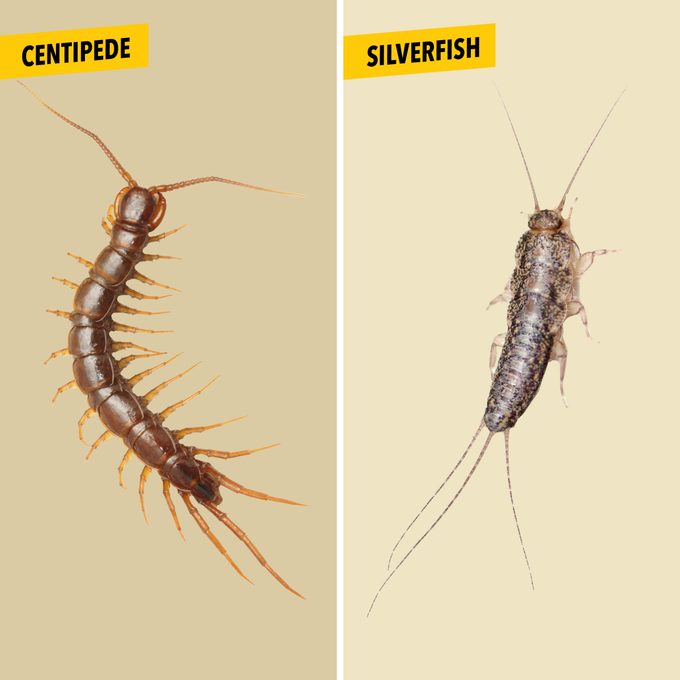 House Centipede vs. Silverfish: What’s the Difference?