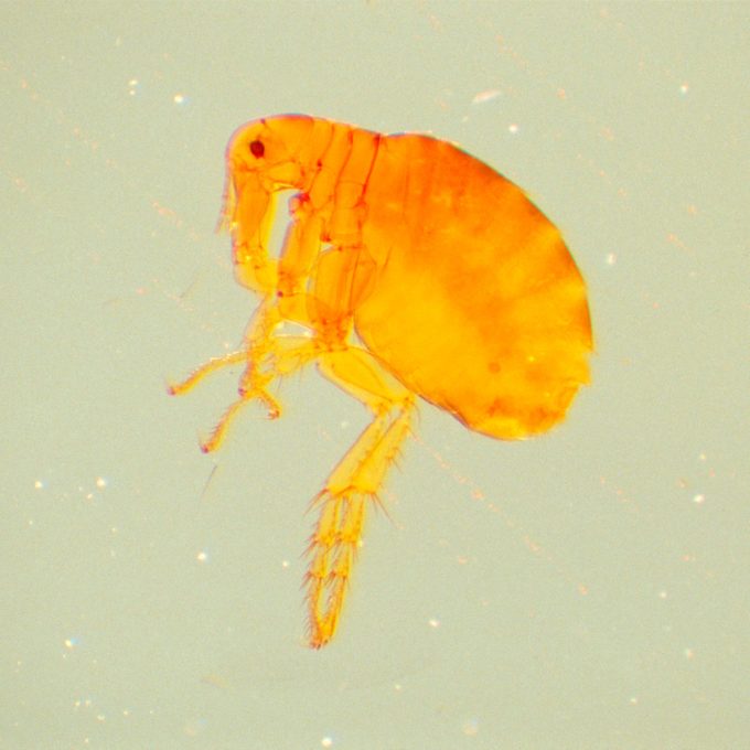 How Long Will Fleas Live In a House Without Pets?