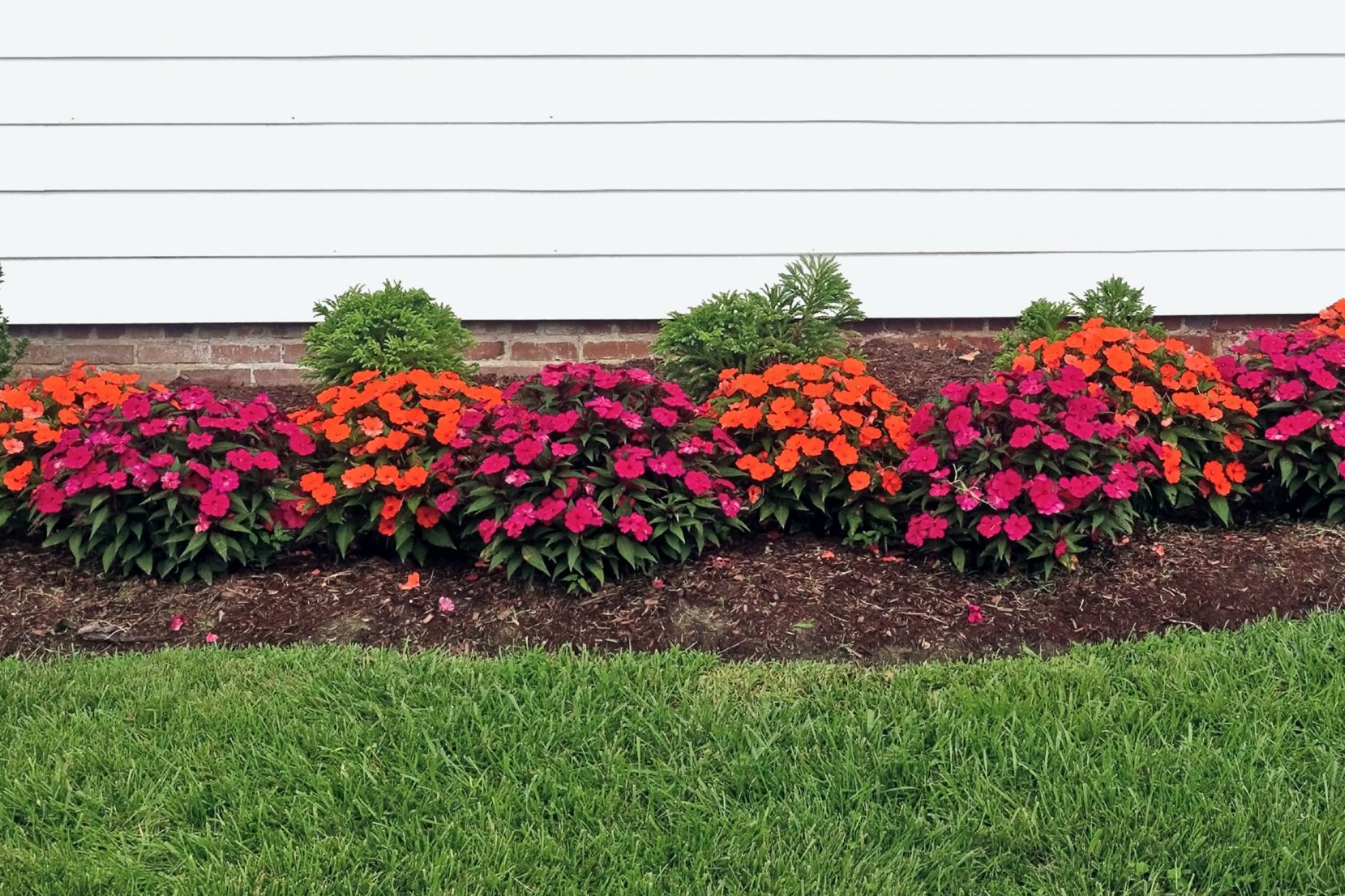 Red and Orange Impatiens