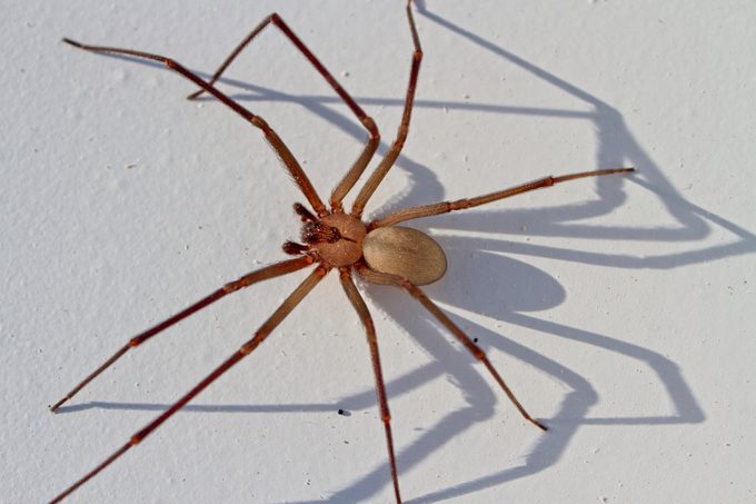 Homeowner’s Guide to Brown Recluse Spiders