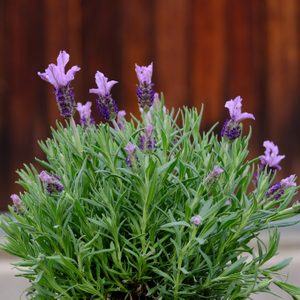 A lavender plant blooms with purple flowers, thriving in a pot against a blurred wooden background, conveying a tranquil garden atmosphere.