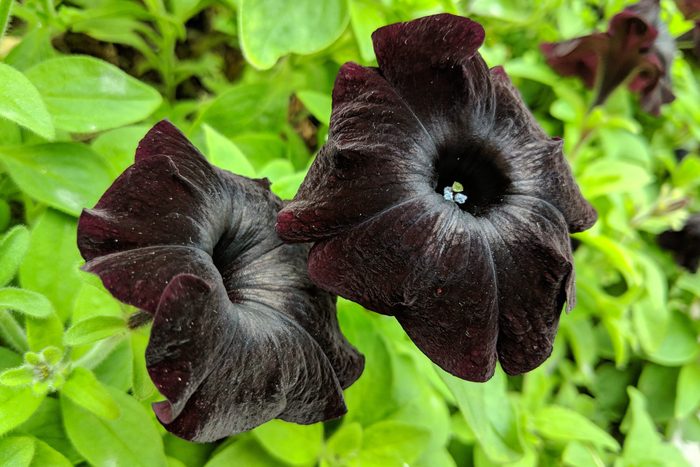 8 Black (or Almost Black) Flowers We Love