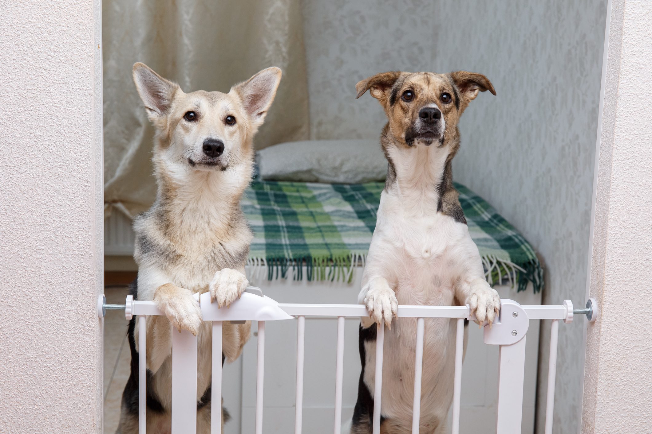 Cute dog behind safety gate at home