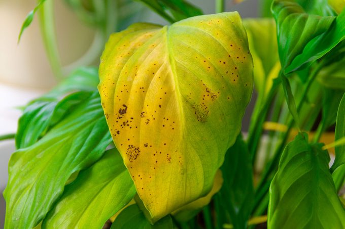 What Is Nutrient Burn? Everything to Know