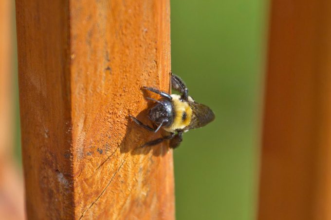 What Are Carpenter Bees and How Do You Get Rid of Them?
