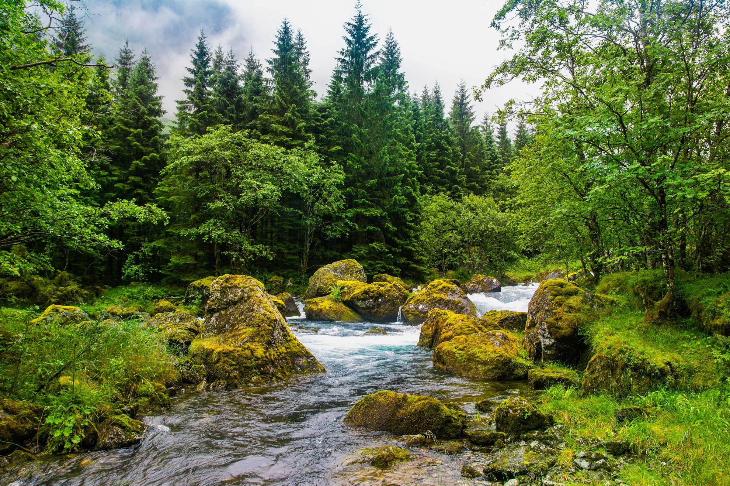 Lush forest and river