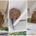Paper Bag Wasp Decoy – A Natural Wasp Deterrent Trick