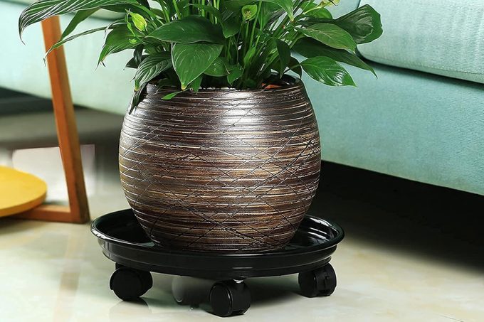 Why Plant Caddies Are Essential for Houseplant Lovers