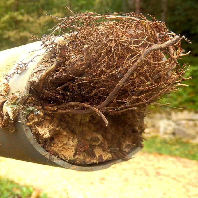 What’s the Best Way To Kill Problem Tree Roots?
