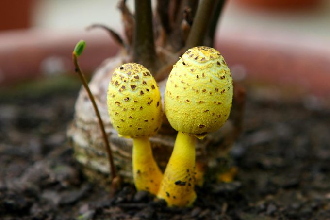 If You See Yellow Mushrooms in Your Houseplant, This Is What It Means