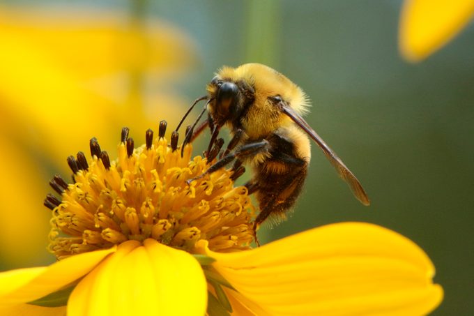 Solitary Bees: Nature’s Unsung Heroes