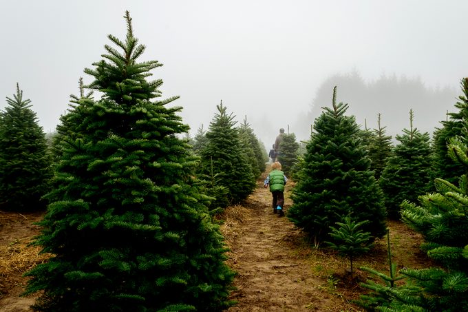 Ever Thought About Starting Your Own Christmas Tree Farm? Here’s What to Know