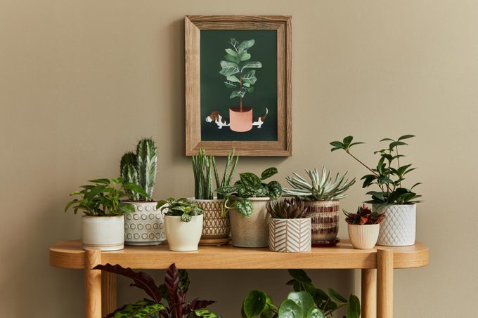 How to Overwinter Finicky Tropical Plants