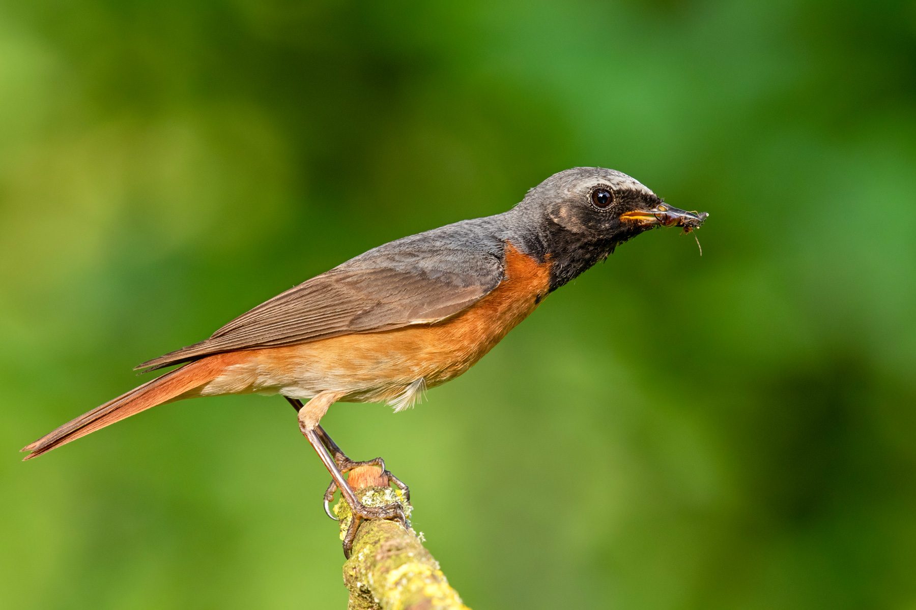 18 Facts You Need To Know About The Pincher Bug 