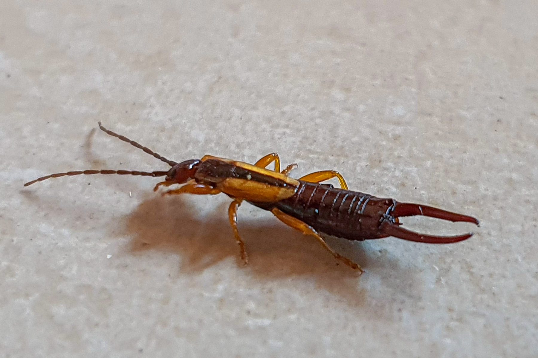 18 Facts You Need To Know About The Pincher Bug 