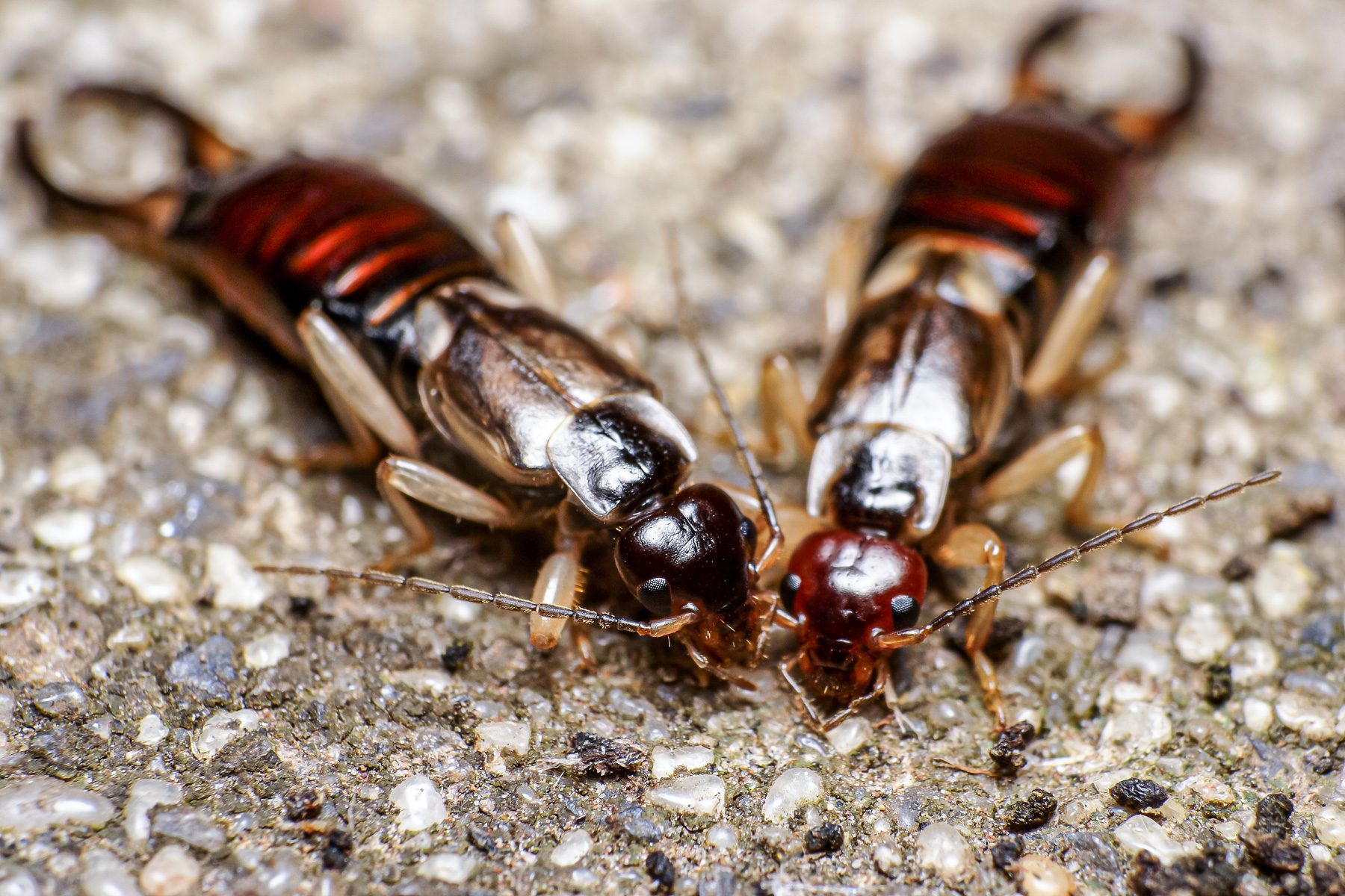18 Facts You Need To Know About The Pincher Bug 