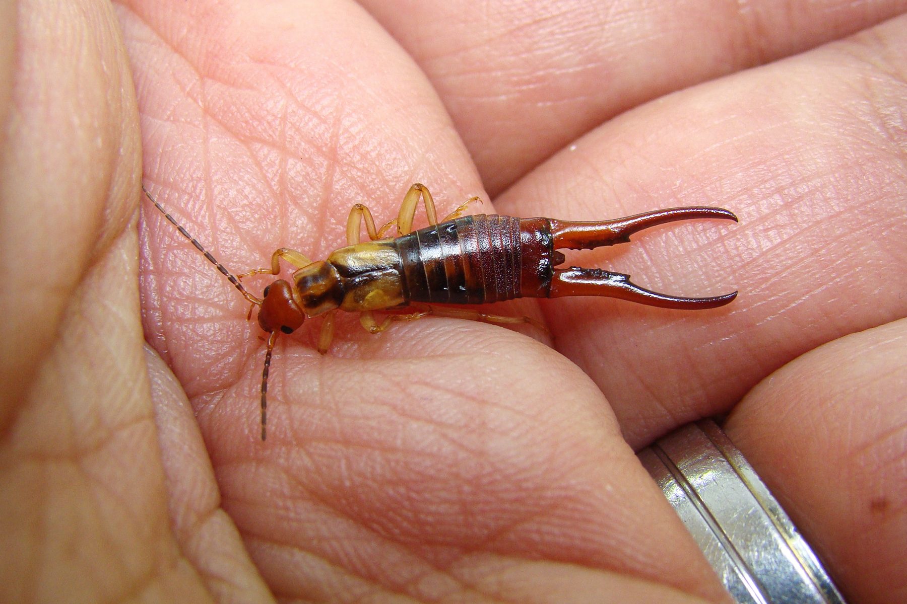 18 Facts You Need To Know About The Pincher Bug 