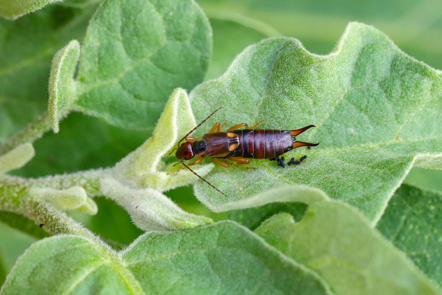 18 Facts You Need To Know About The Pincher Bug 