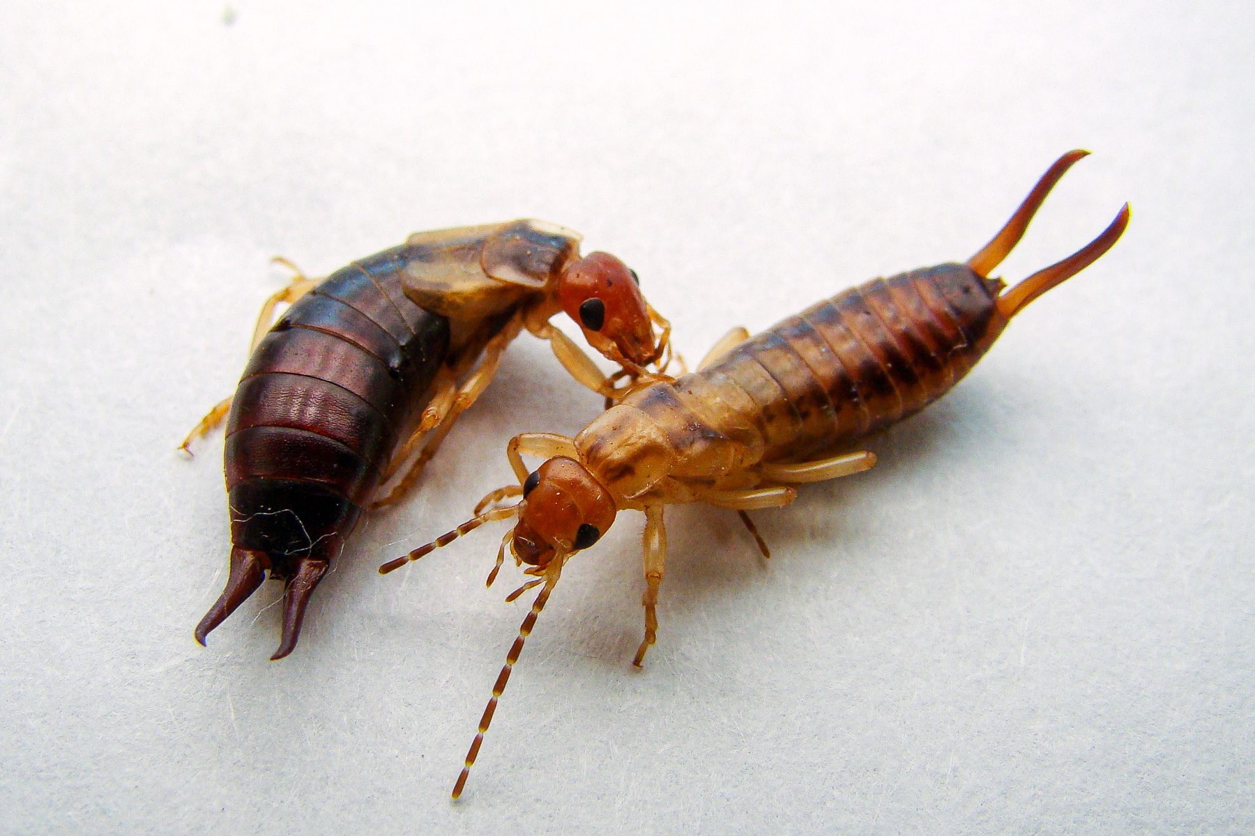 18 Facts You Need To Know About The Pincher Bug 