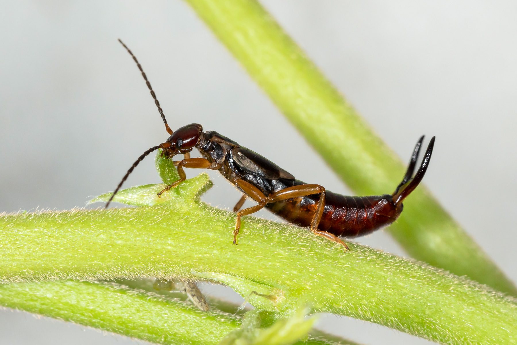 18 Facts You Need To Know About The Pincher Bug 