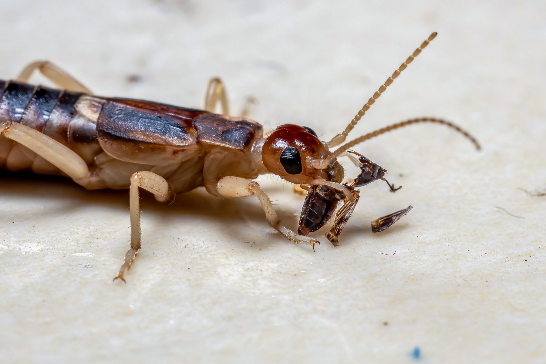 18 Facts You Need To Know About The Pincher Bug 