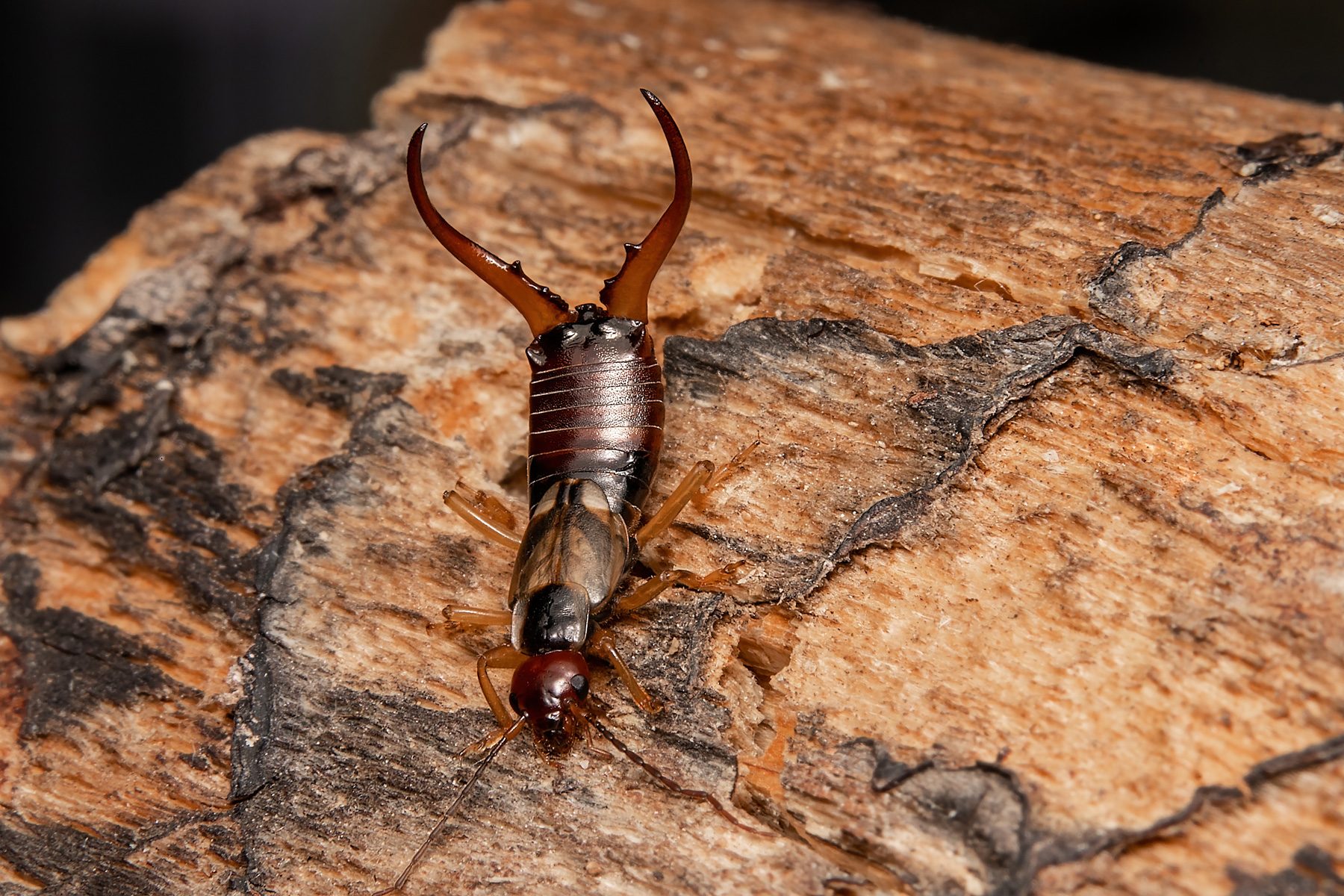 18 Facts You Need To Know About The Pincher Bug 