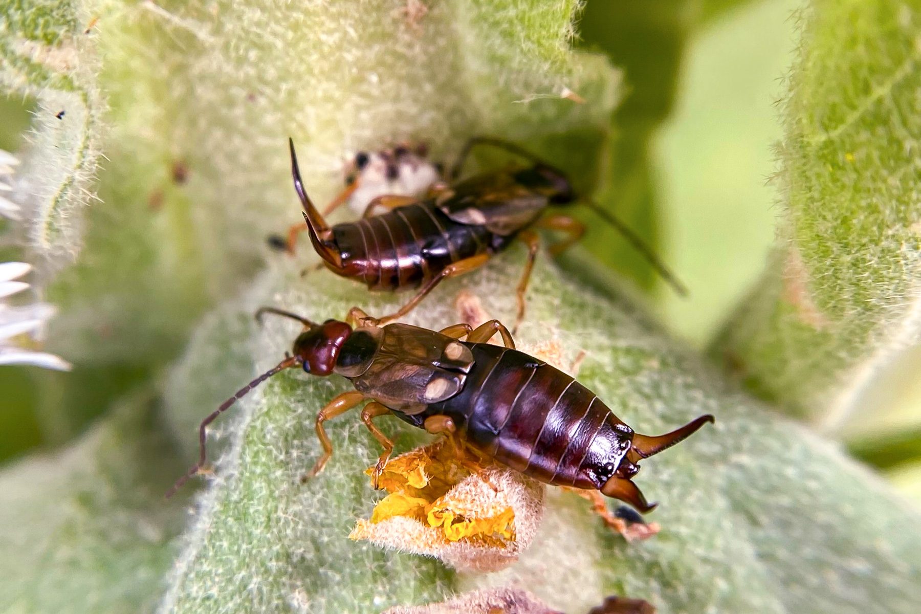 18 Facts You Need To Know About The Pincher Bug 