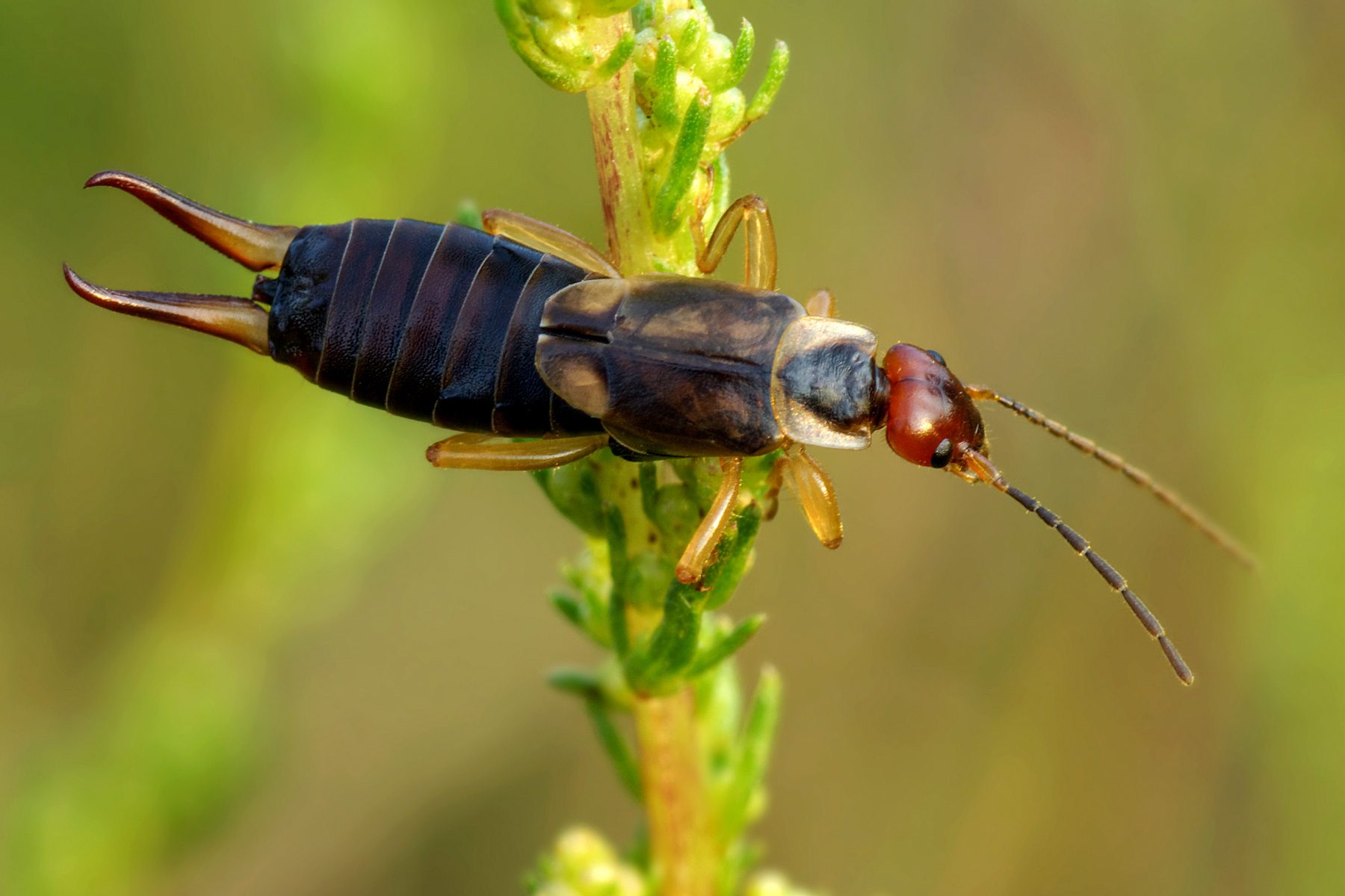 18 Facts You Need To Know About The Pincher Bug 