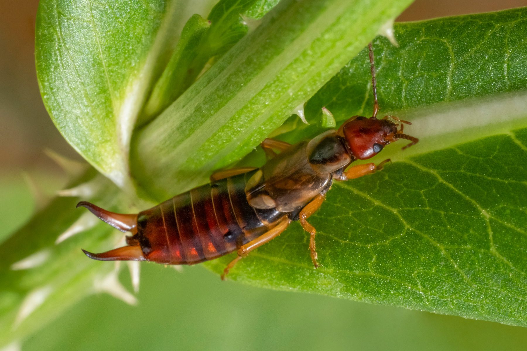 18 Facts You Need To Know About The Pincher Bug 