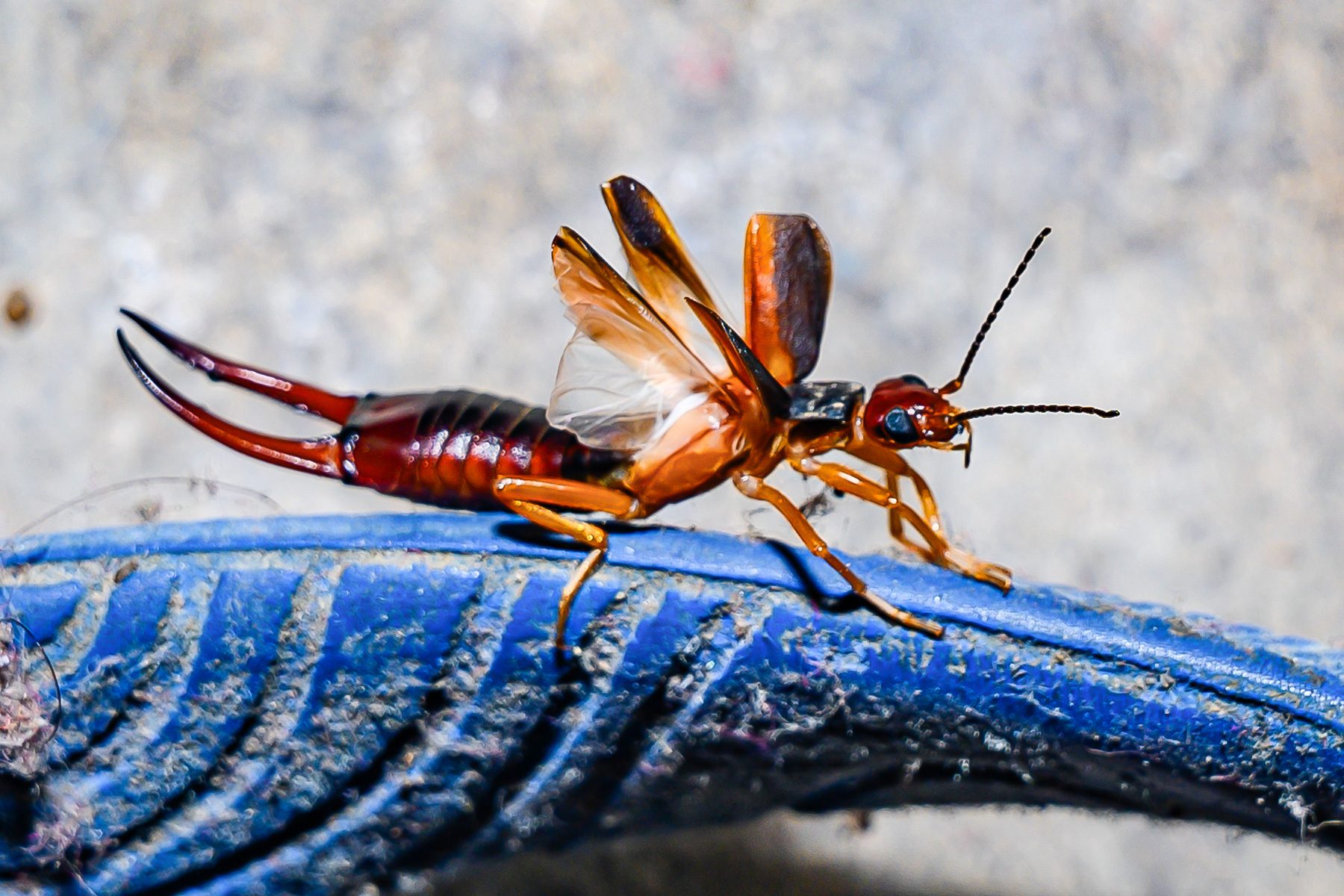 18 Facts You Need To Know About The Pincher Bug 