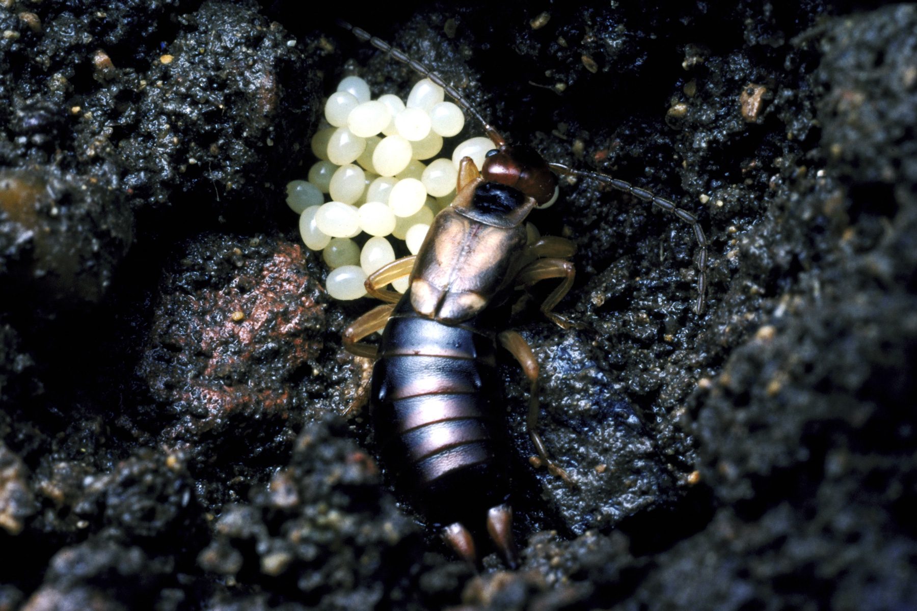 18 Facts You Need To Know About The Pincher Bug 