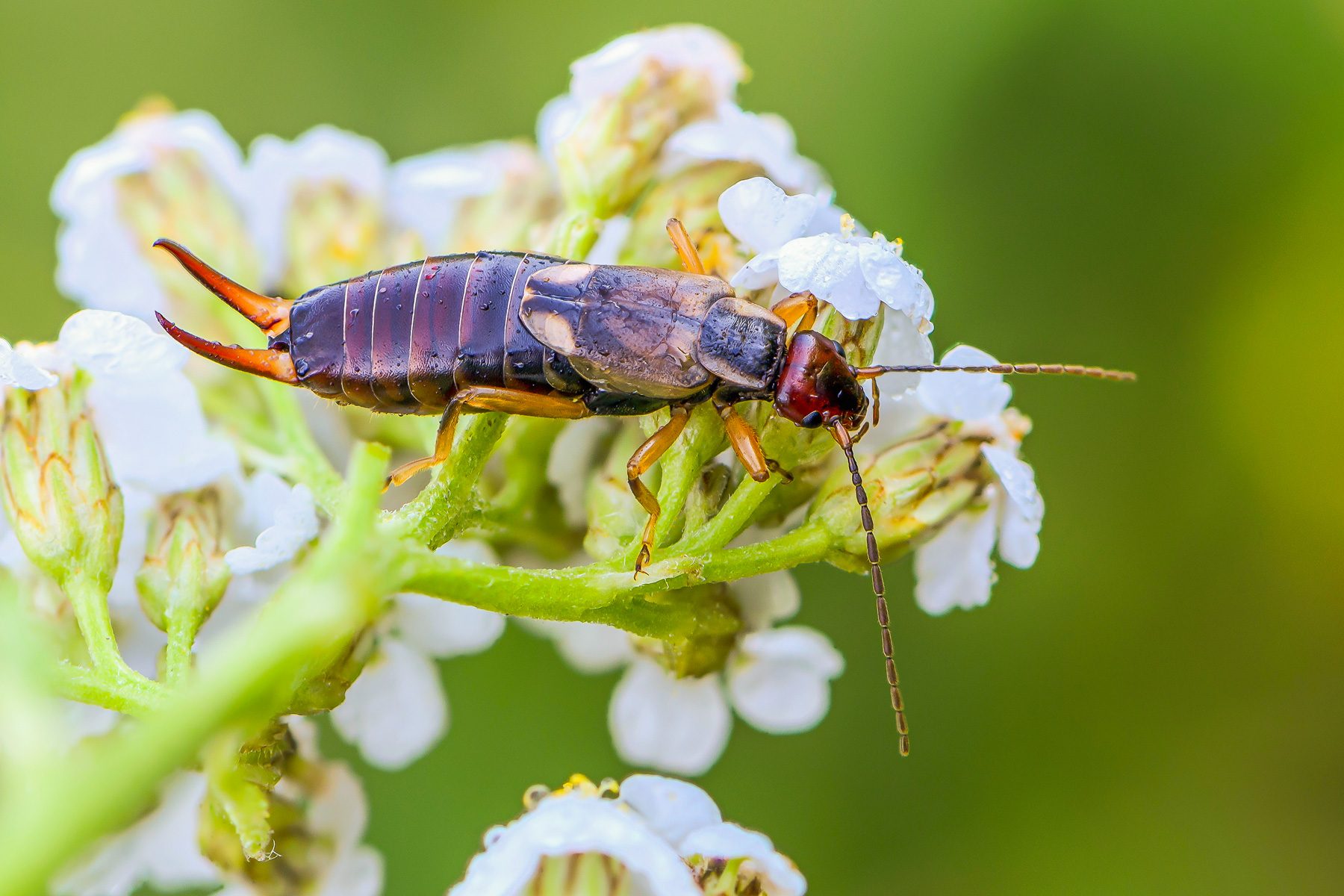 18 Facts You Need To Know About The Pincher Bug 