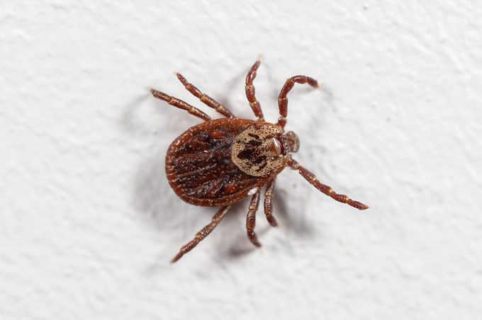 What to Do When You Find a Tick in Your House