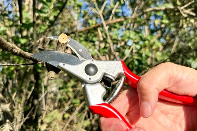 Felco Pruners Review: We Tried It and Got the Cleanest Cuts Around