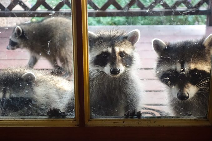 Washington Woman Fed Raccoons for 35 Years, Now She’s Regretting It Big Time