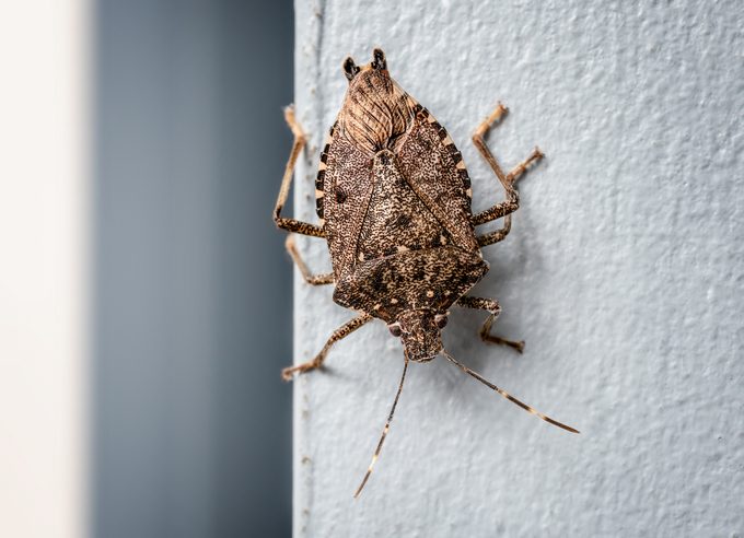These Stinky Little Pests Are Trying to Get Into Your House Before Winter