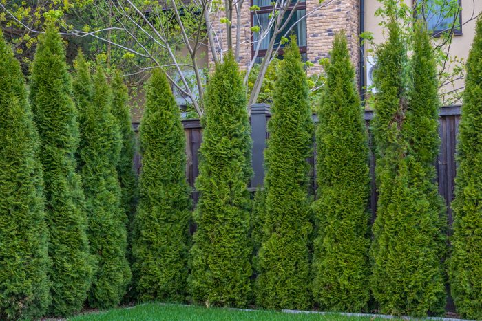 Tired of Raking Leaves? Plant These Trees Instead