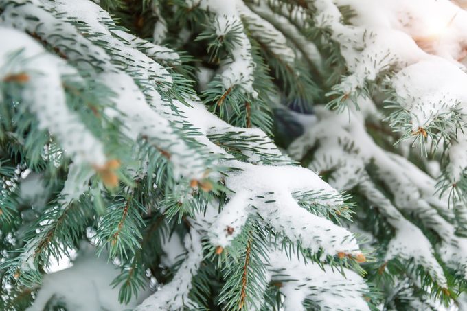 Is It Safe To Spray Snow On a Pre-Lit Christmas Tree?