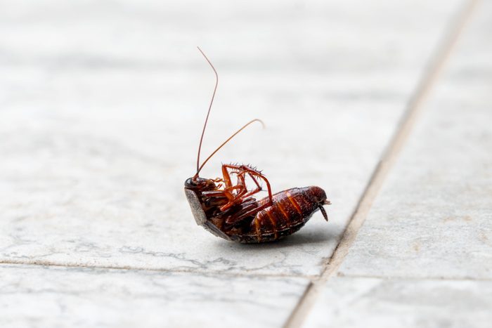 What Smells Repel Cockroaches?