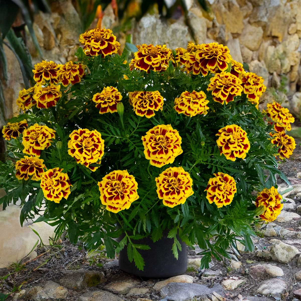 Marigoldmangotango2