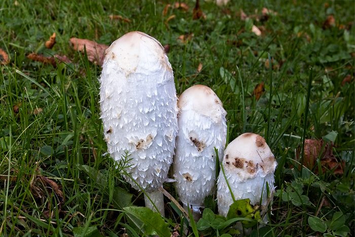 10 Mushrooms Growing In Your Grass and What It Means