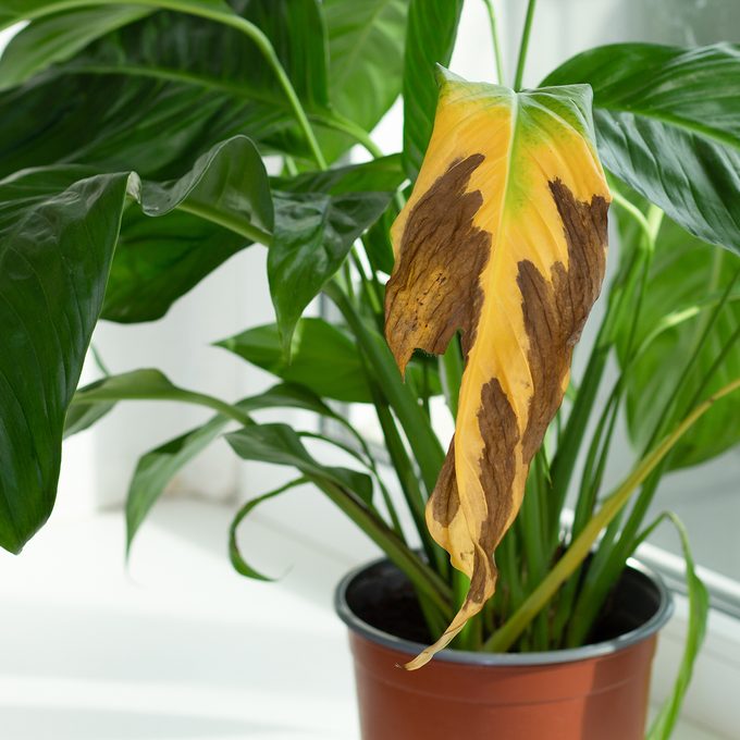 Is Your House Too Humid for Your Plants?