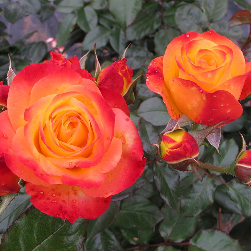 Rosa Oso Easy En Fuego  Proven Winners