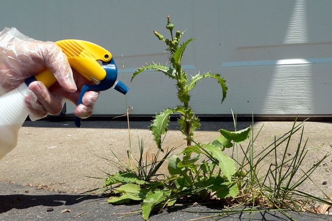 Is Bleach as a Weed Killer a Good or Bad Idea? Experts Weigh In