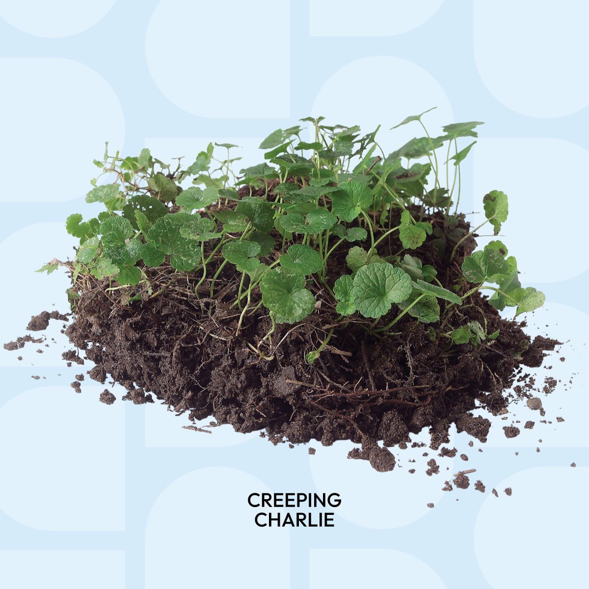 Tips For A Weed Free Yard